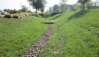 Grassy Swale