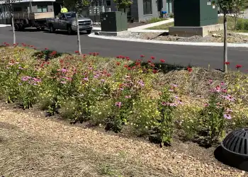 drainage ditch with flowers planted