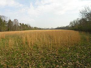 Peeler Park