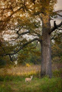 A deer stands in a field under a chinkapin oak tree.