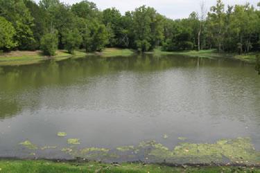 Willow Pond