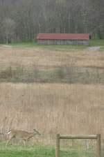 Photo of Bells Bend Park with barn in background and a single deer in the foreground