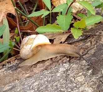 Photo of large native snail