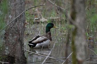 Shelby Bottoms Duck