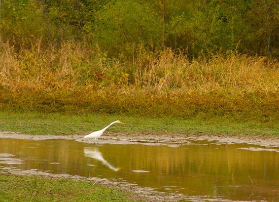 Shelby Bottoms Birds