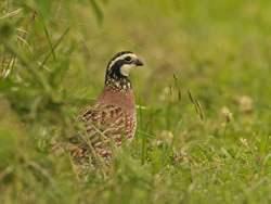 Woodcock Bird 1
