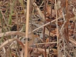 Woodcock Bird 2