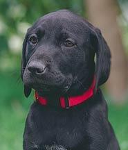 Black Dog