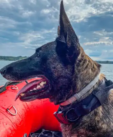 Emergency Support Unit canine