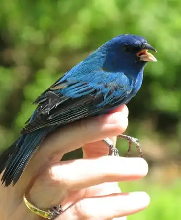 bird sitting on hand