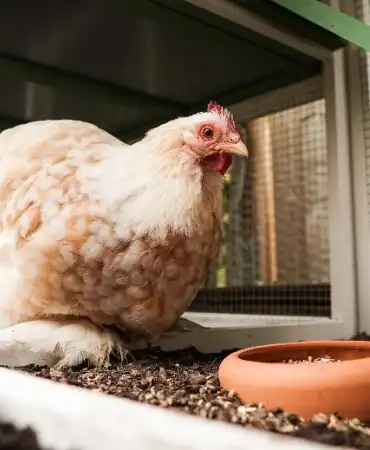 Hen in hen house