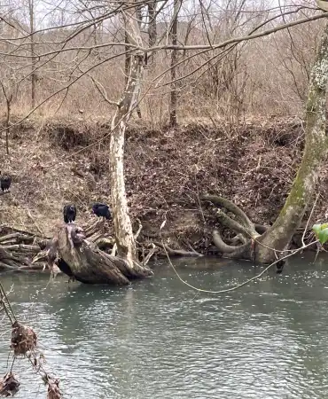 vultures feeding on a dead pig stuck in a tree along a river