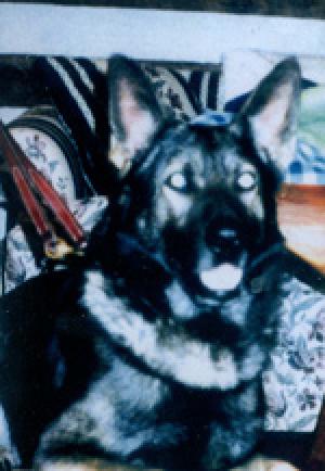 K-9 Aron