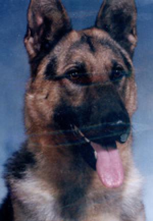 K-9 Ingo